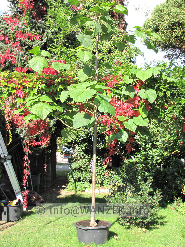 Paulownia tomentosa Jungbaum Riesenblaetter.JPG